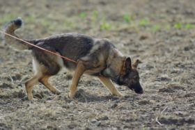 german-shepherd-707046_960_720