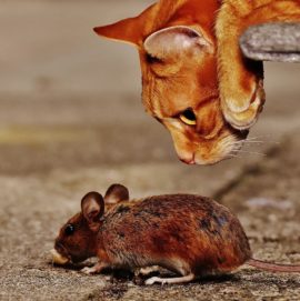 Ad Track Blocker is Just Another Game of Cat & Mouse
