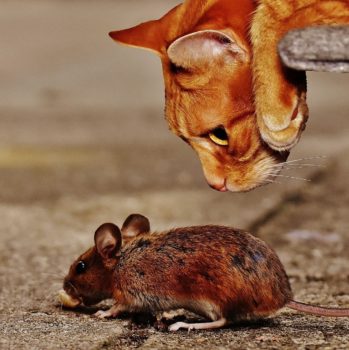 Ad Track Blocker is Just Another Game of Cat & Mouse