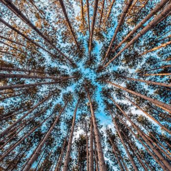 AA/WARC Q1 2019: UK Ad Spend Hits £6bn Forest