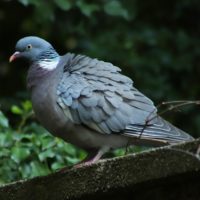 FLoC, ATT, and Core Web Vitals: The Opportunities for Independents Pigeon