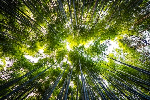 Creating an ecosystem for creative, brand-safe, cookieless advertising to thrive in APAC
