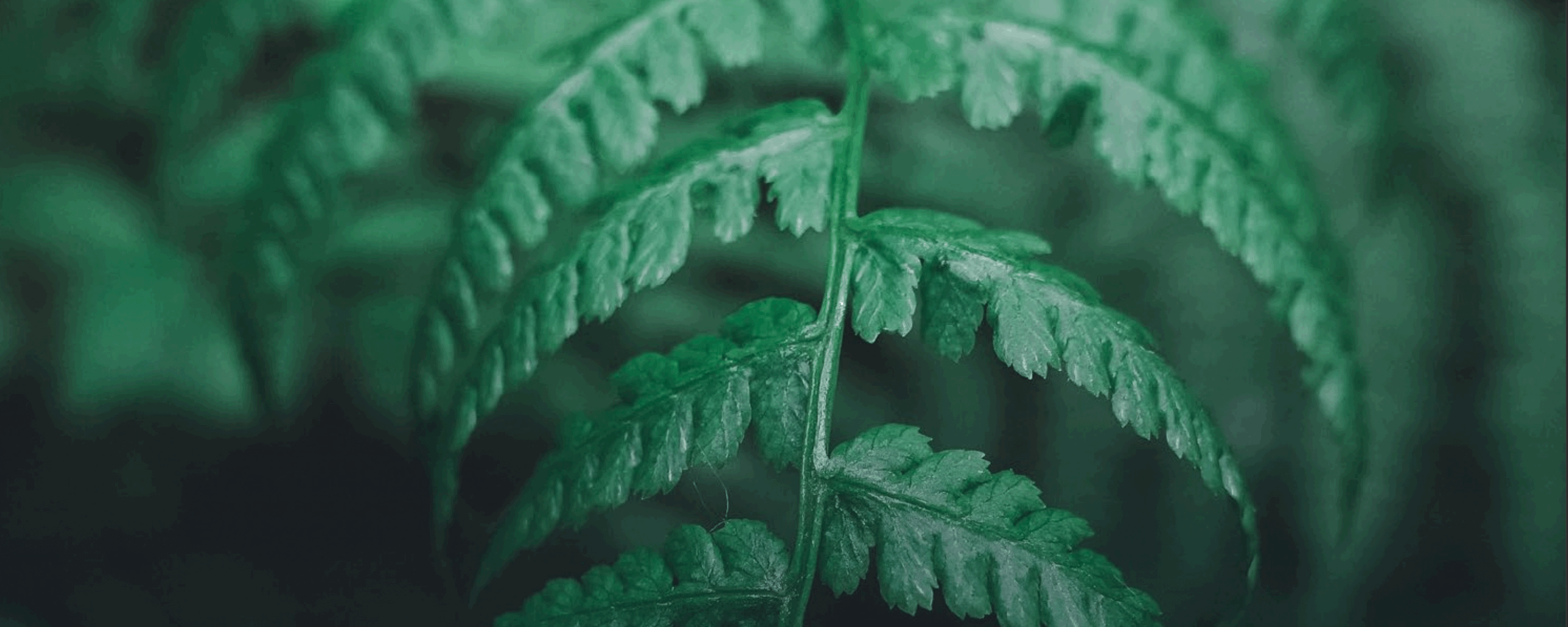 Deep Dive: a Guide to Environmental Sustainability in Digital Advertising