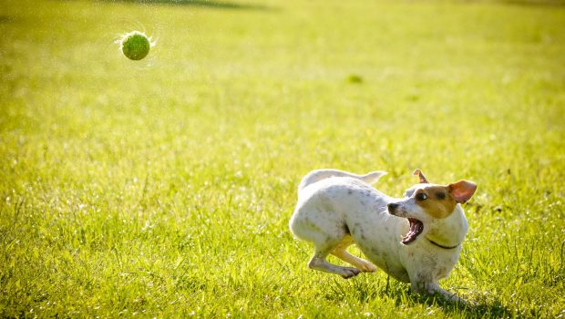 ChatGPT for Ad Tech: Steps to Build an AI Strategy for Brands Dog and Ball