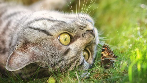 The Importance of Attention Cat
