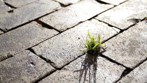 Injecting Sustainability into Digital Advertising - Q&A with Greenbids Grass in Street